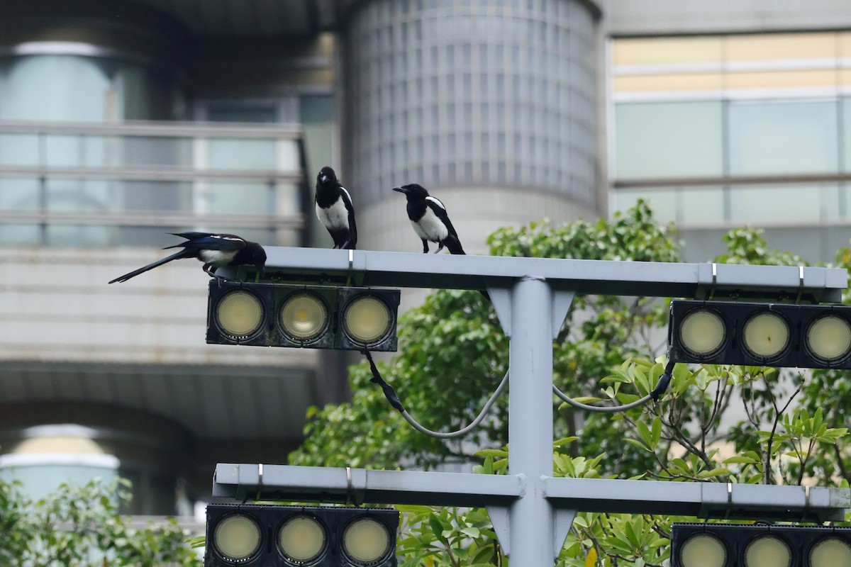 Oriental Magpie - Ying ZHOU