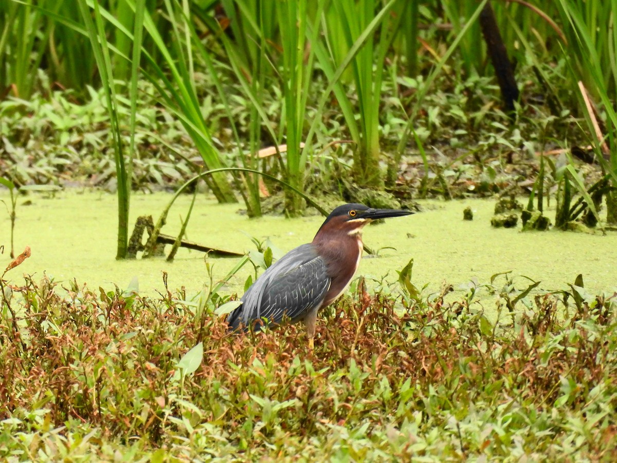 Green Heron - Pam Shaw