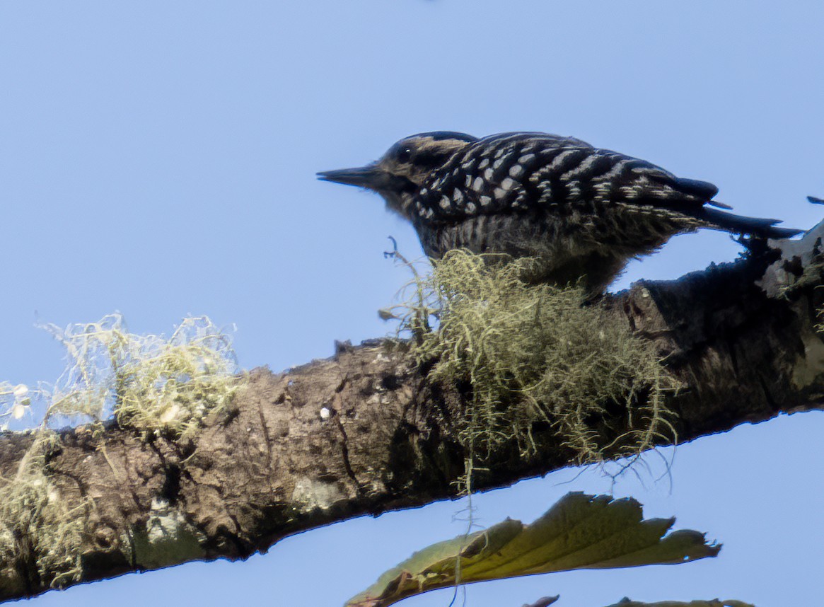 Ladder-backed Woodpecker - Carolyn Bennett