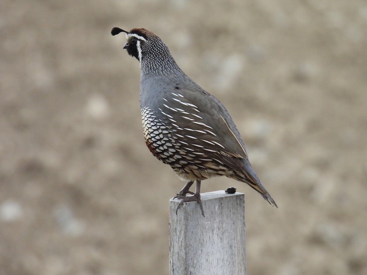 California Quail - Guylaine McGuire