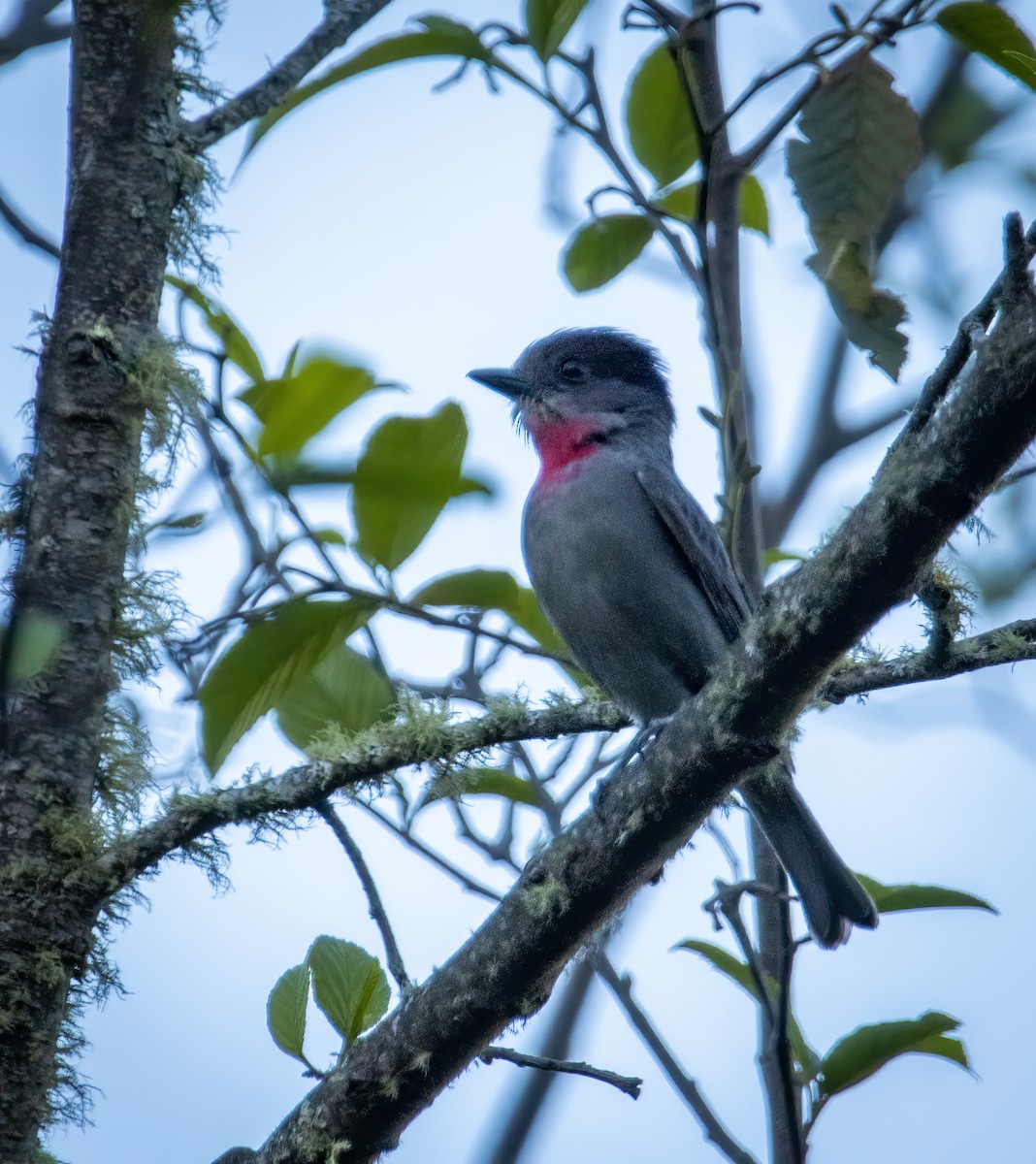 Rose-throated Becard - Carolyn Bennett