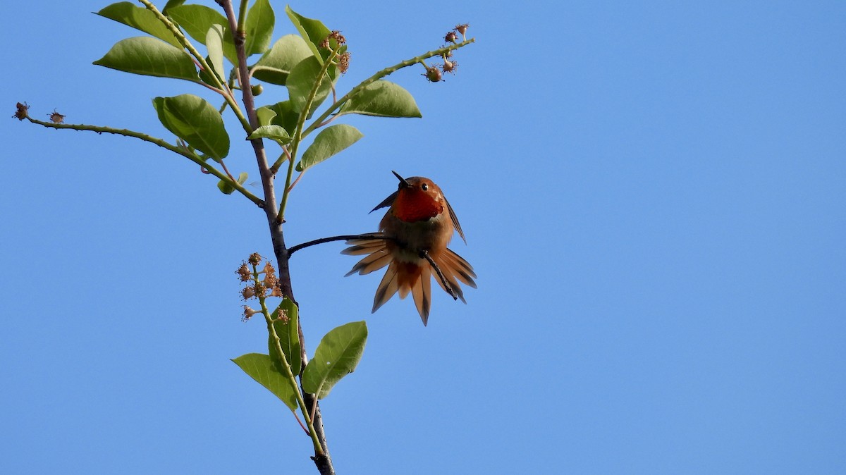 Rufous Hummingbird - Guylaine McGuire