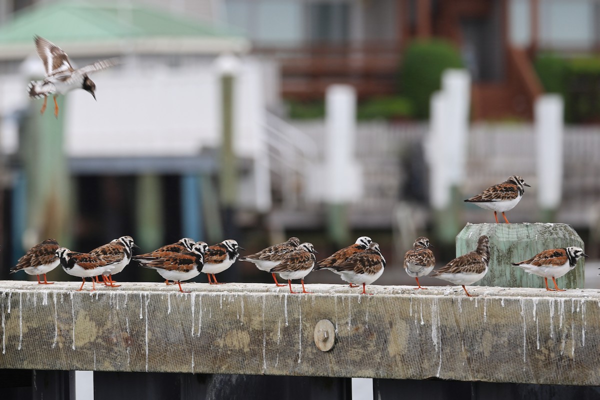 Ruddy Turnstone - Darcy Pinotti