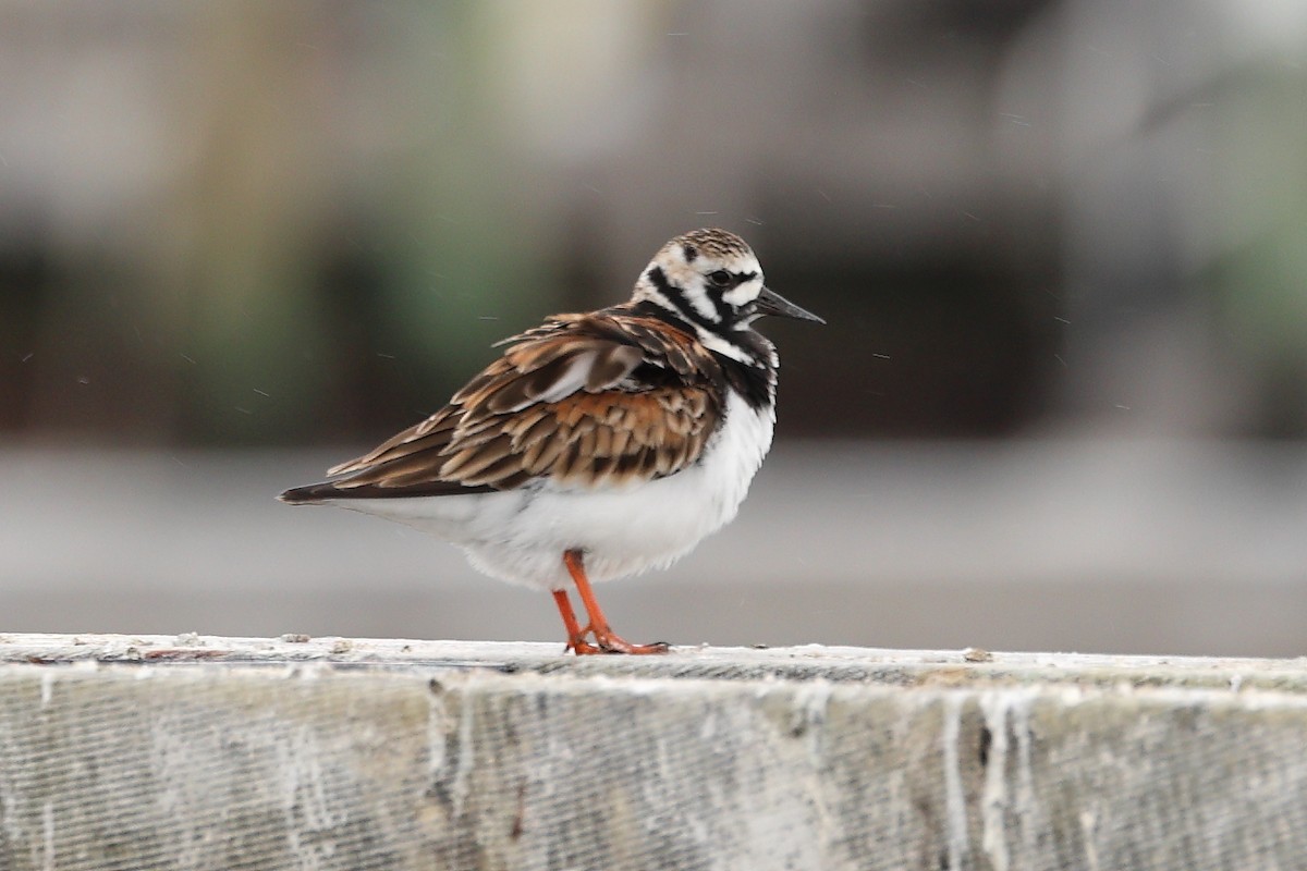 Ruddy Turnstone - Darcy Pinotti