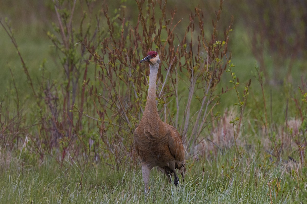 Sandhill Crane - ML619653949