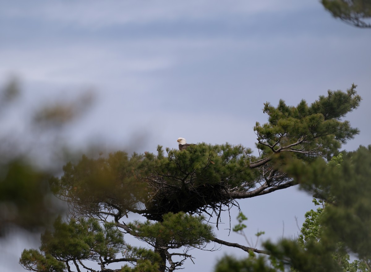 Bald Eagle - Christine Pelletier et (Claude St-Pierre , photos)