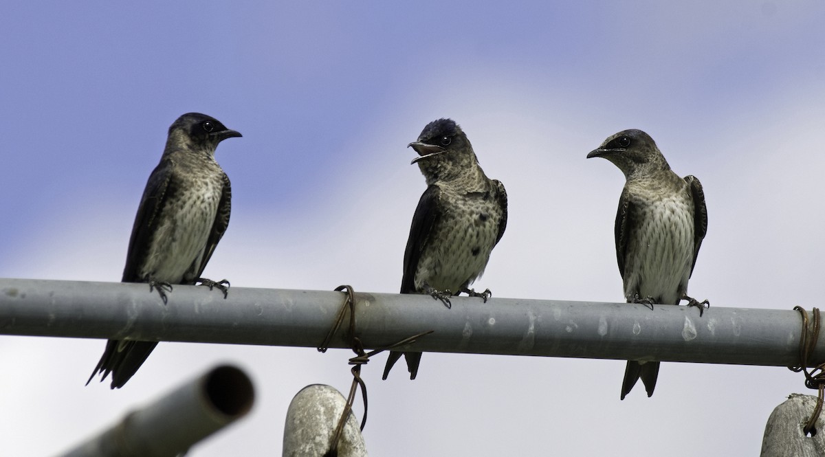 Purple Martin - Alison Davies