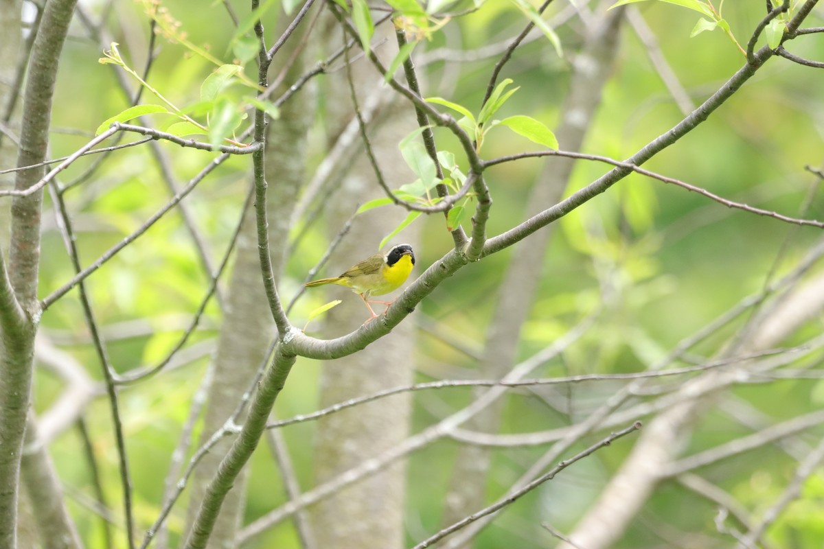 Common Yellowthroat - William Going