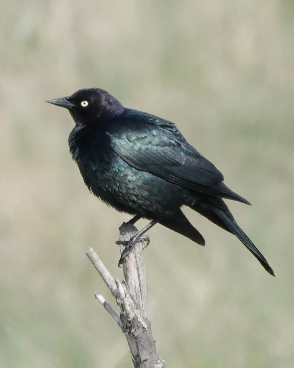 Brewer's Blackbird - ML619653968