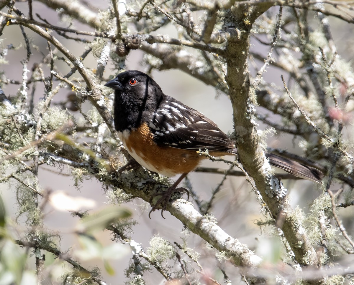 Spotted Towhee - ML619653972