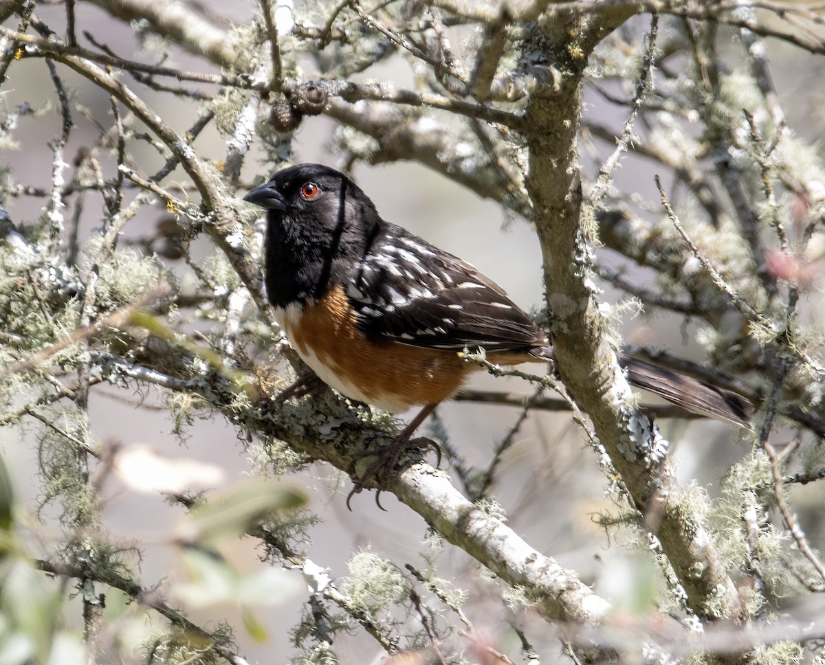 Spotted Towhee - Carolyn Bennett