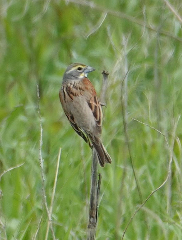 Dickcissel d'Amérique - ML619653974