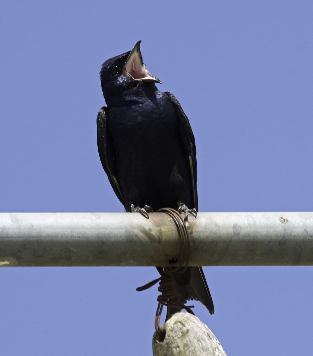 Purple Martin - Alison Davies