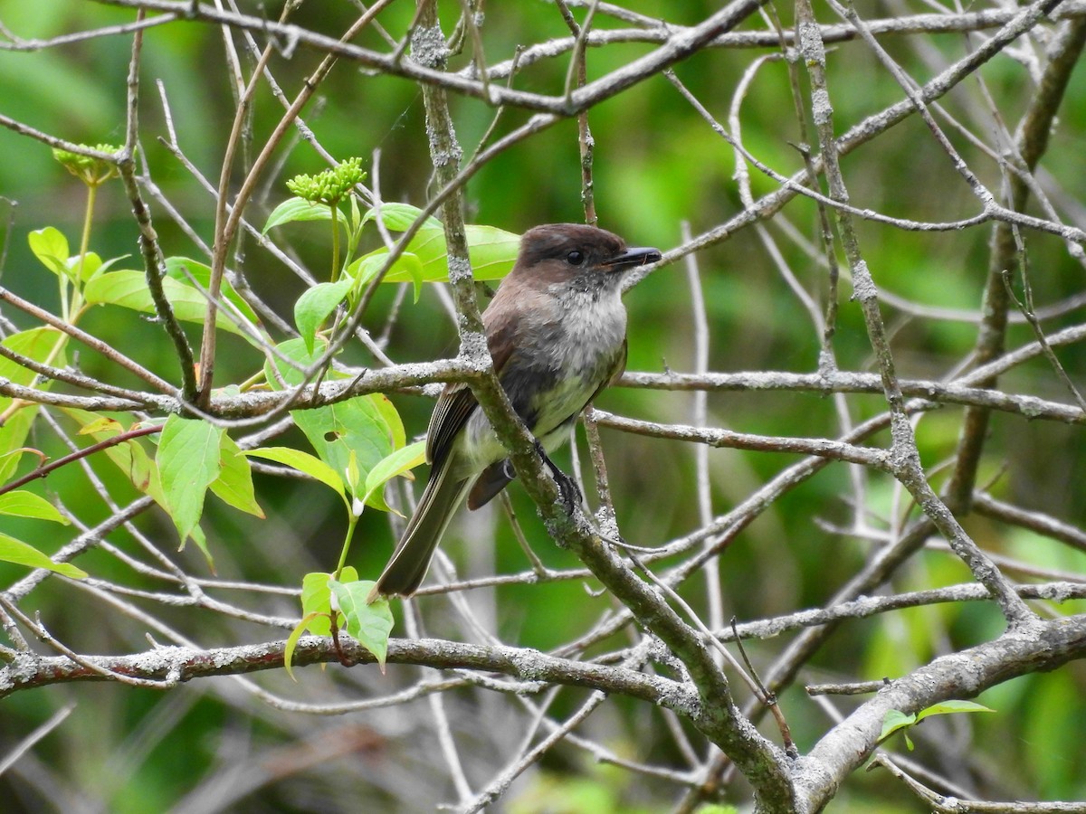 Eastern Phoebe - ML619653979