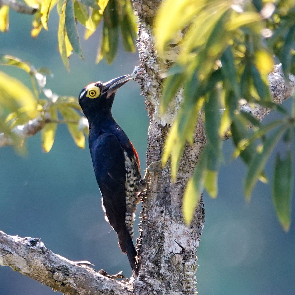 Yellow-tufted Woodpecker - Celesta von Chamier