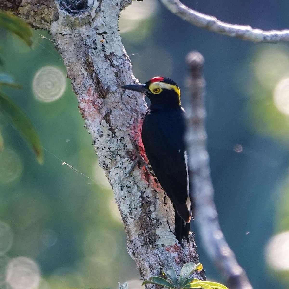 Yellow-tufted Woodpecker - Celesta von Chamier