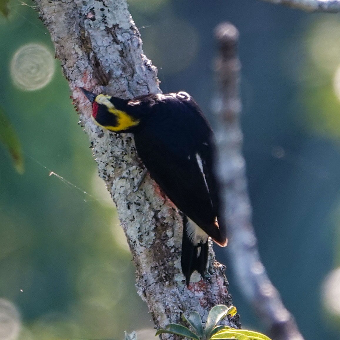 Yellow-tufted Woodpecker - Celesta von Chamier