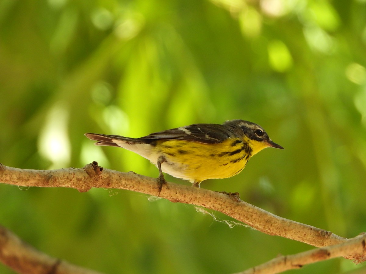 Magnolia Warbler - Consuelo Hernandez Garcia