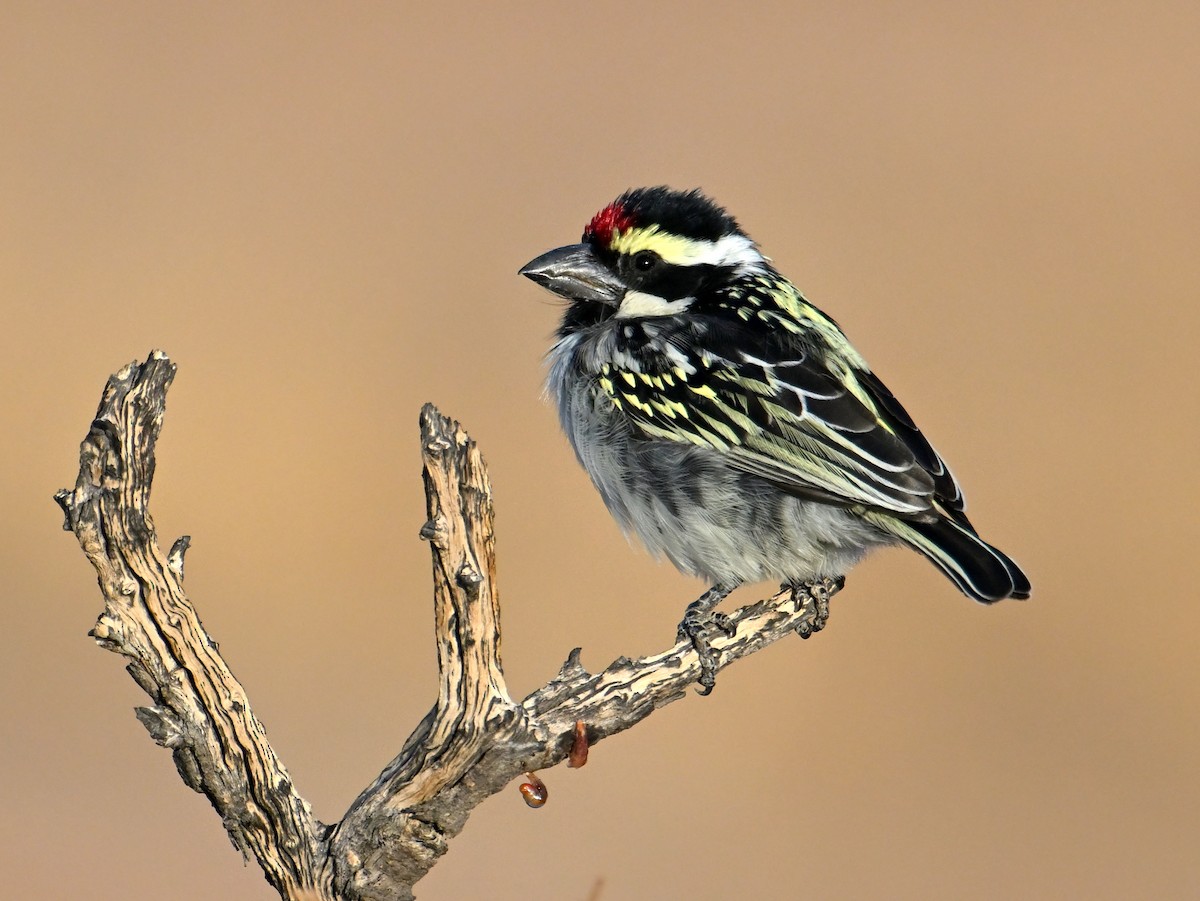 Pied Barbet - jerald britten