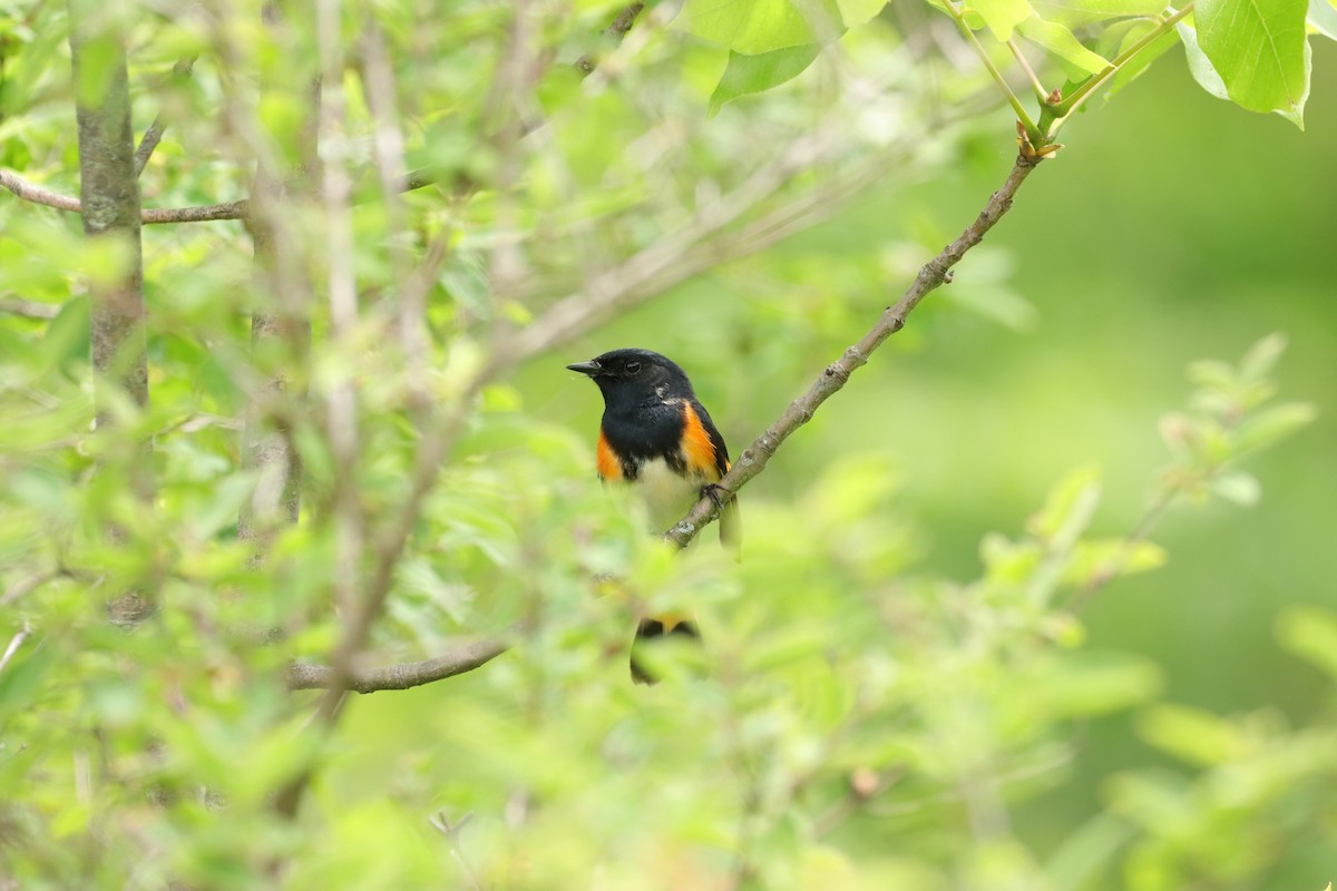 American Redstart - William Going