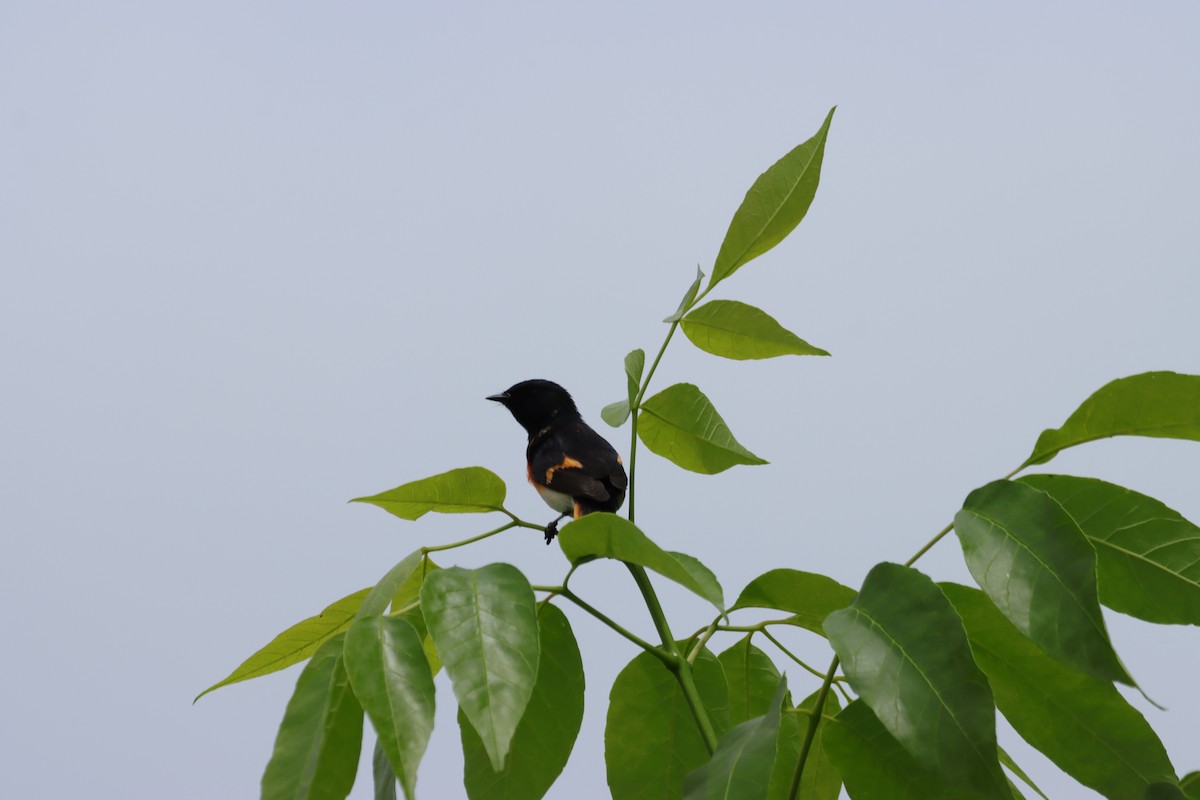 American Redstart - William Going