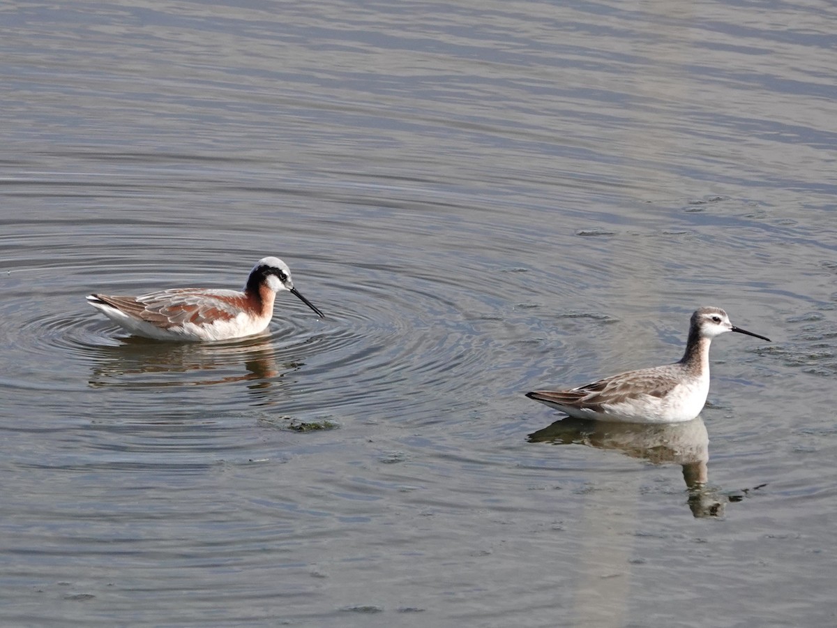 langnebbsvømmesnipe - ML619654000
