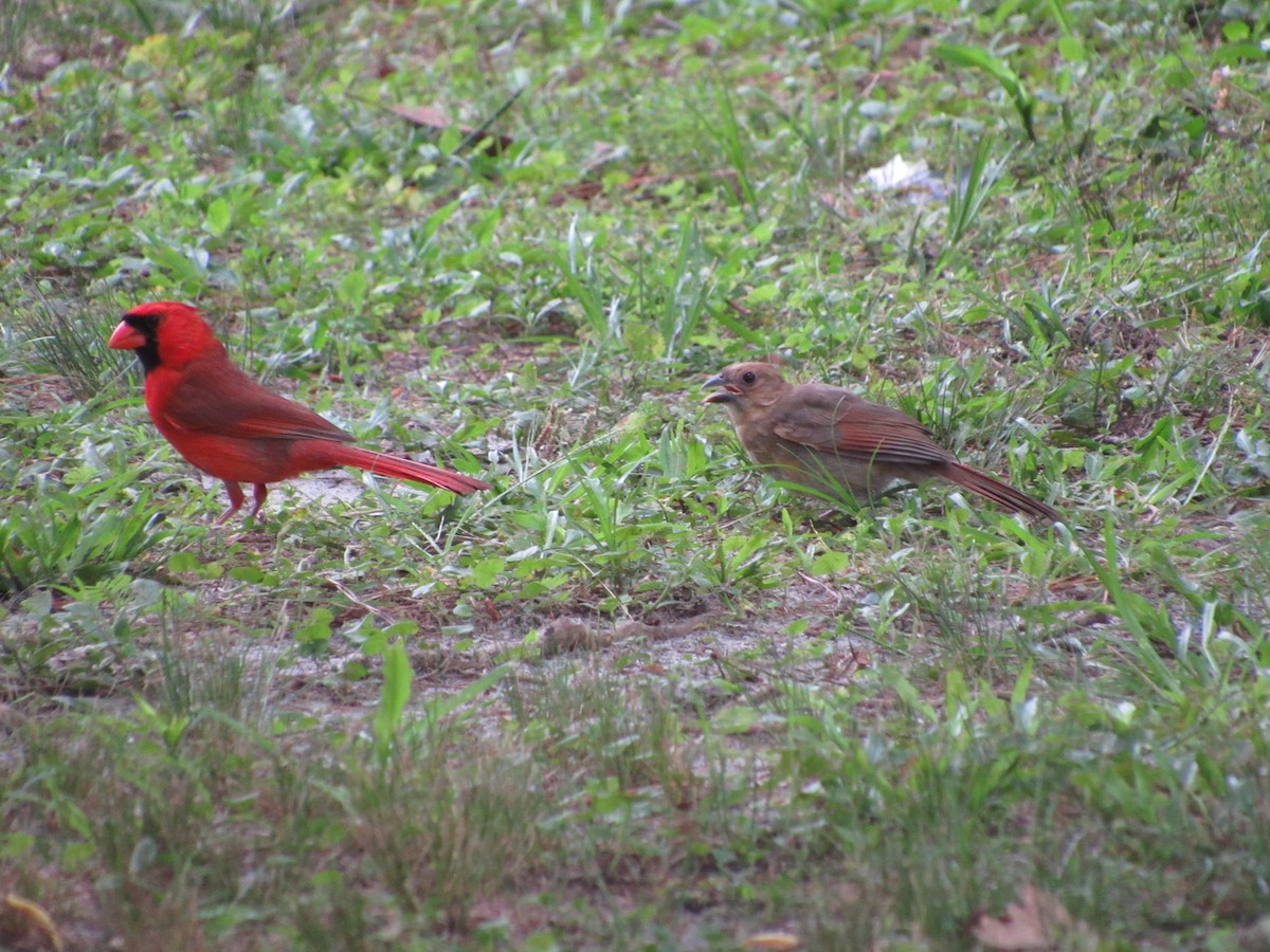 Northern Cardinal - jerry hutchinson