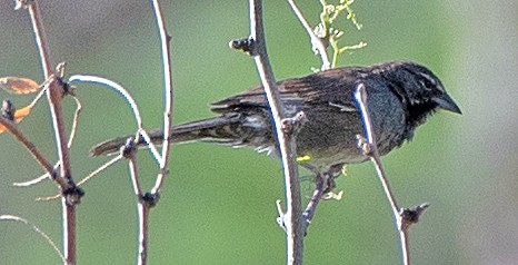 Five-striped Sparrow - Kenneth Butler