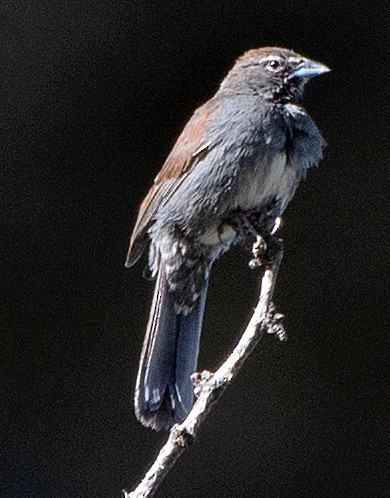 Five-striped Sparrow - Kenneth Butler