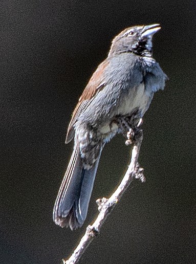 Five-striped Sparrow - Kenneth Butler