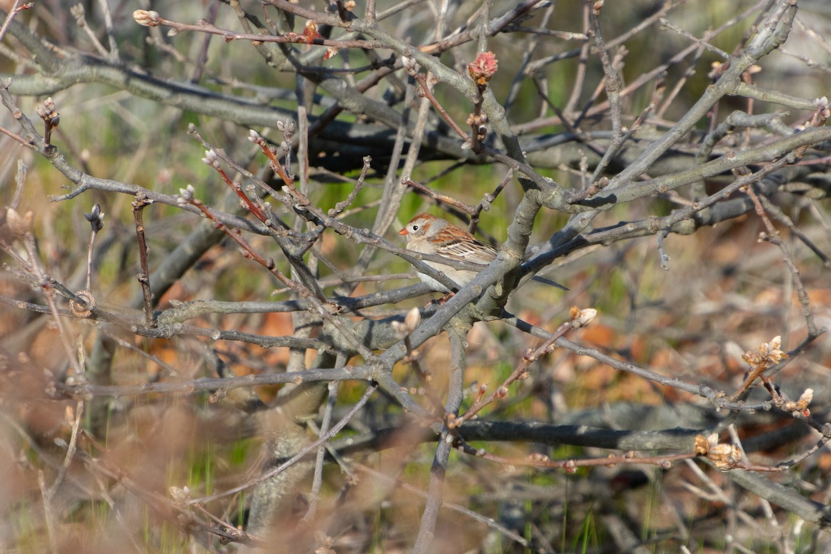 Field Sparrow - Haley Johnson