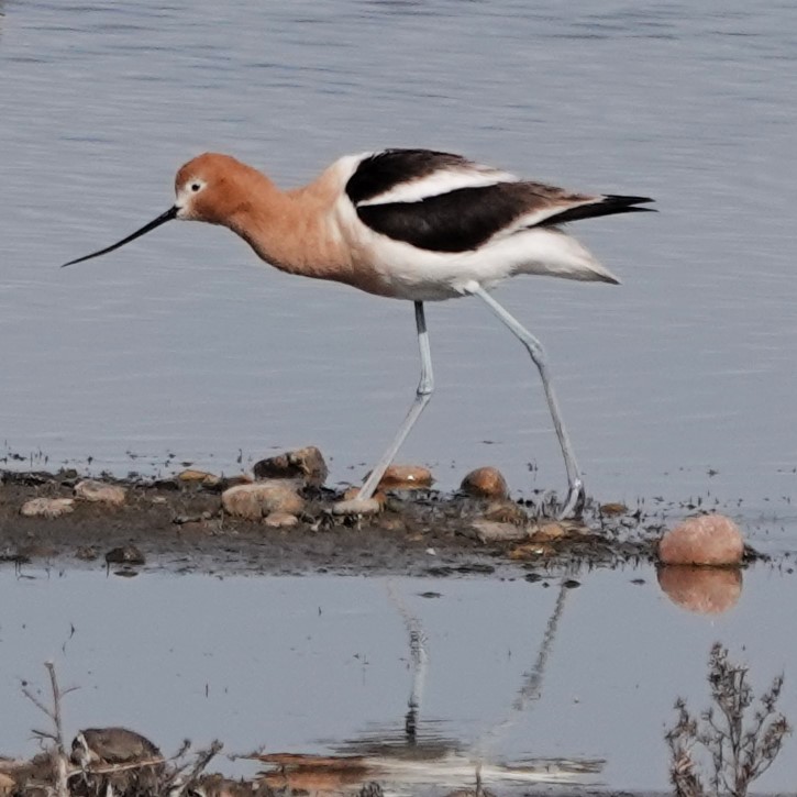 amerikaavosett - ML619654011