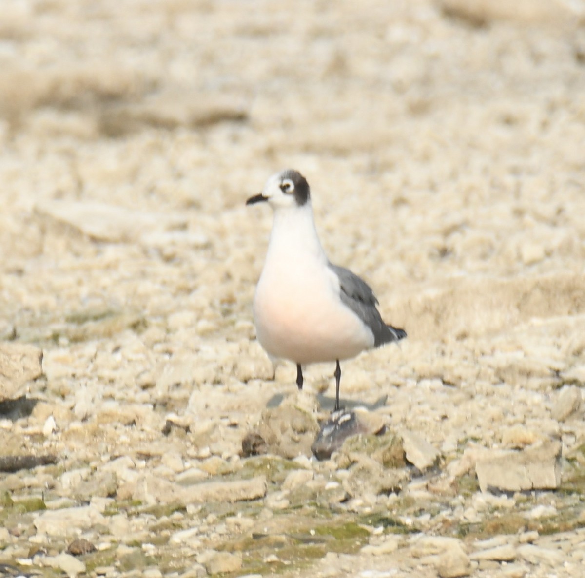 Franklin's Gull - Leonardo Guzmán (Kingfisher Birdwatching Nuevo León)