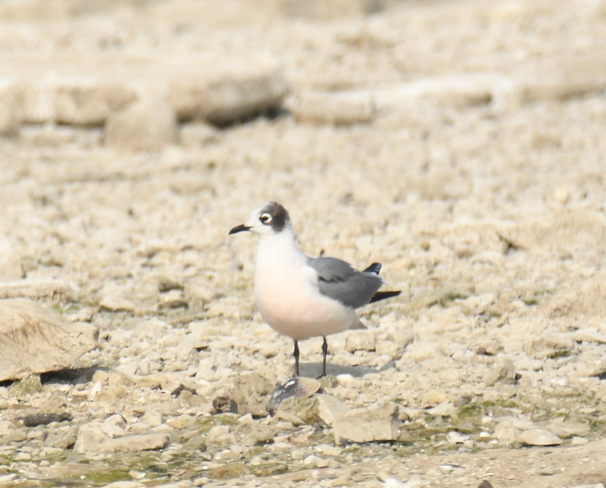 Franklin's Gull - Leonardo Guzmán (Kingfisher Birdwatching Nuevo León)