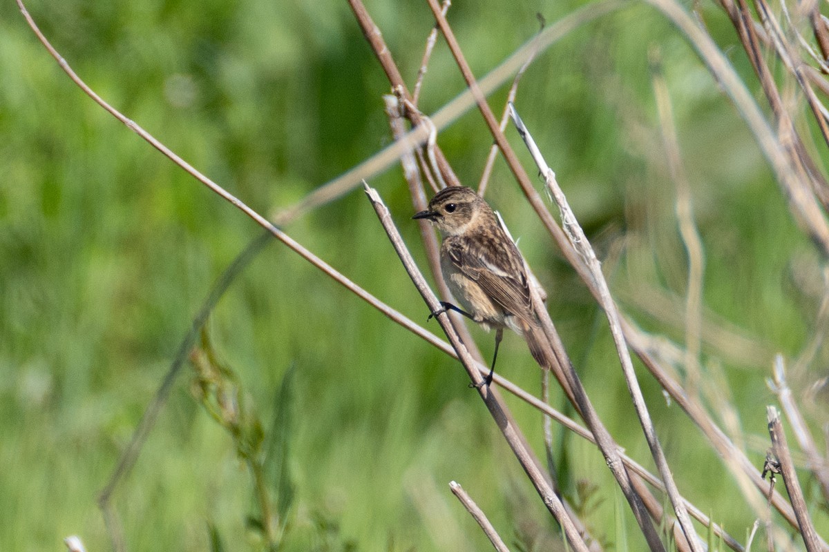 Amur Stonechat - Fran Kim