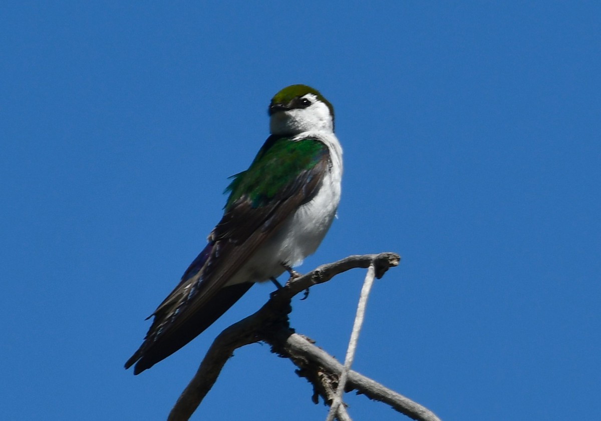 Violet-green Swallow - megan mcgarity