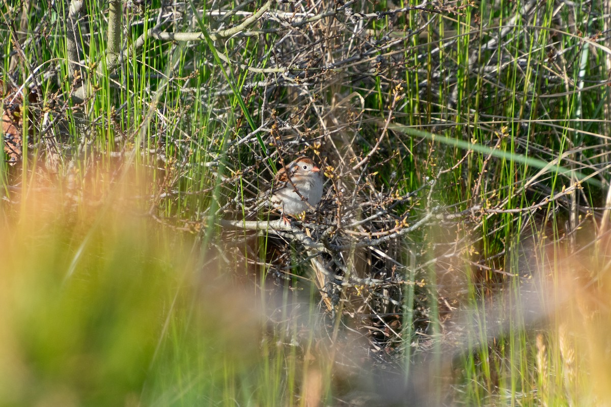 Field Sparrow - Haley Johnson