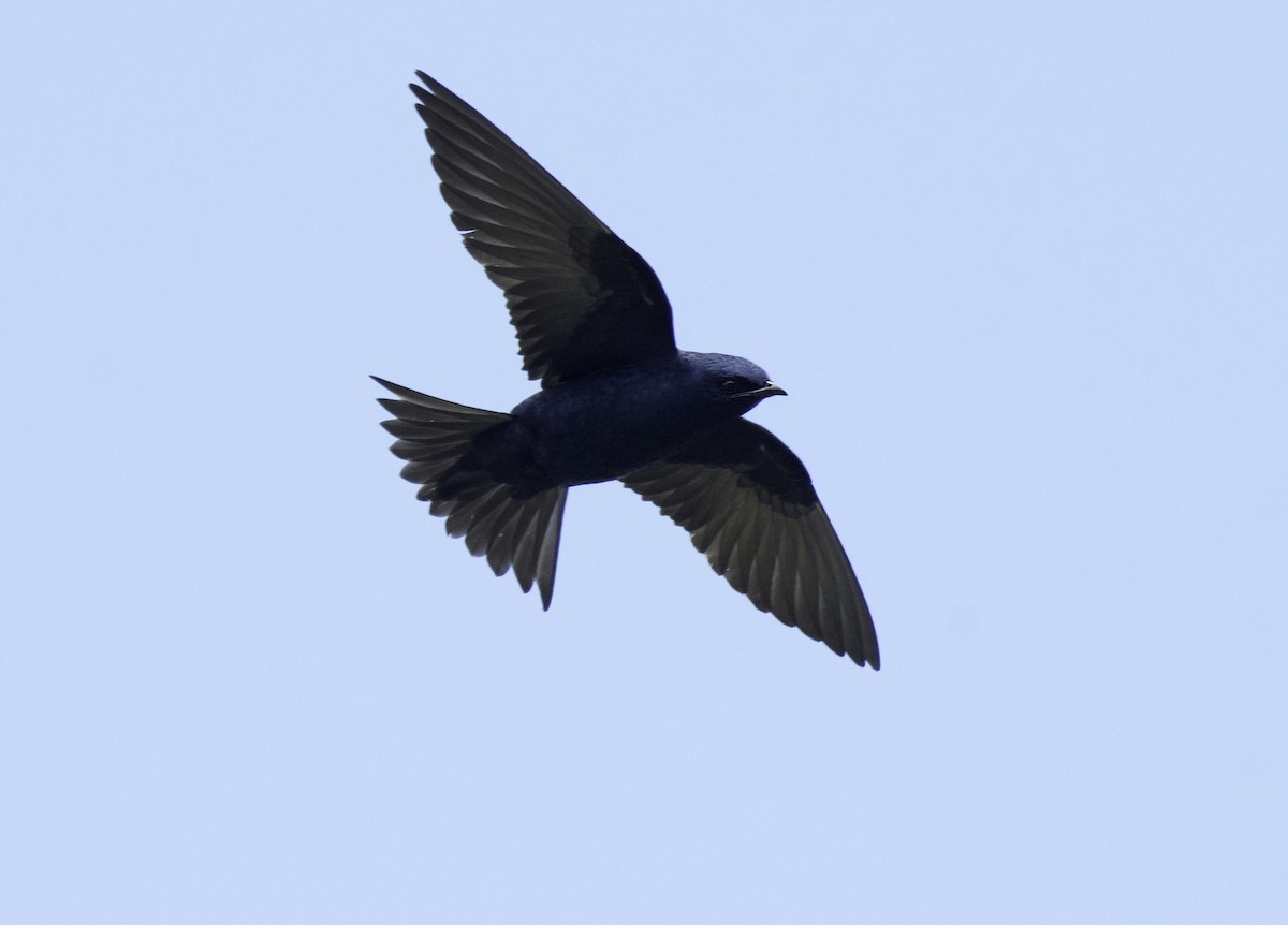 Purple Martin - Alison Davies