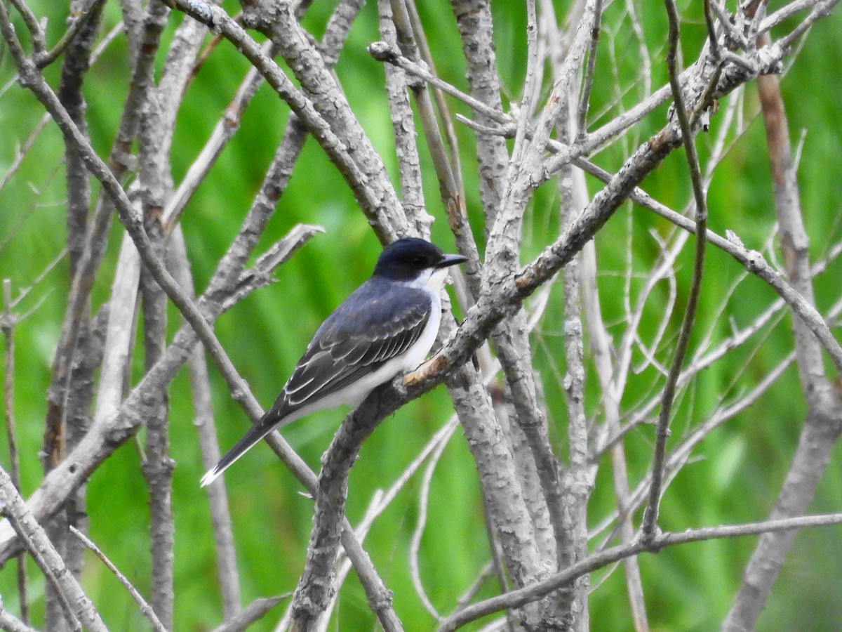 Eastern Kingbird - Pam Shaw