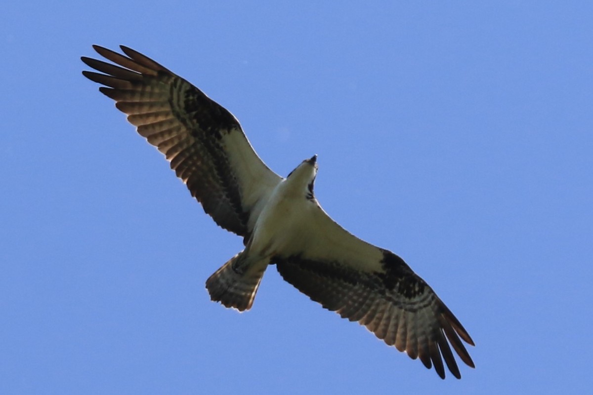 Osprey - Jennifer Allison