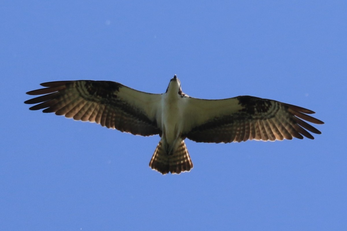 Osprey - Jennifer Allison