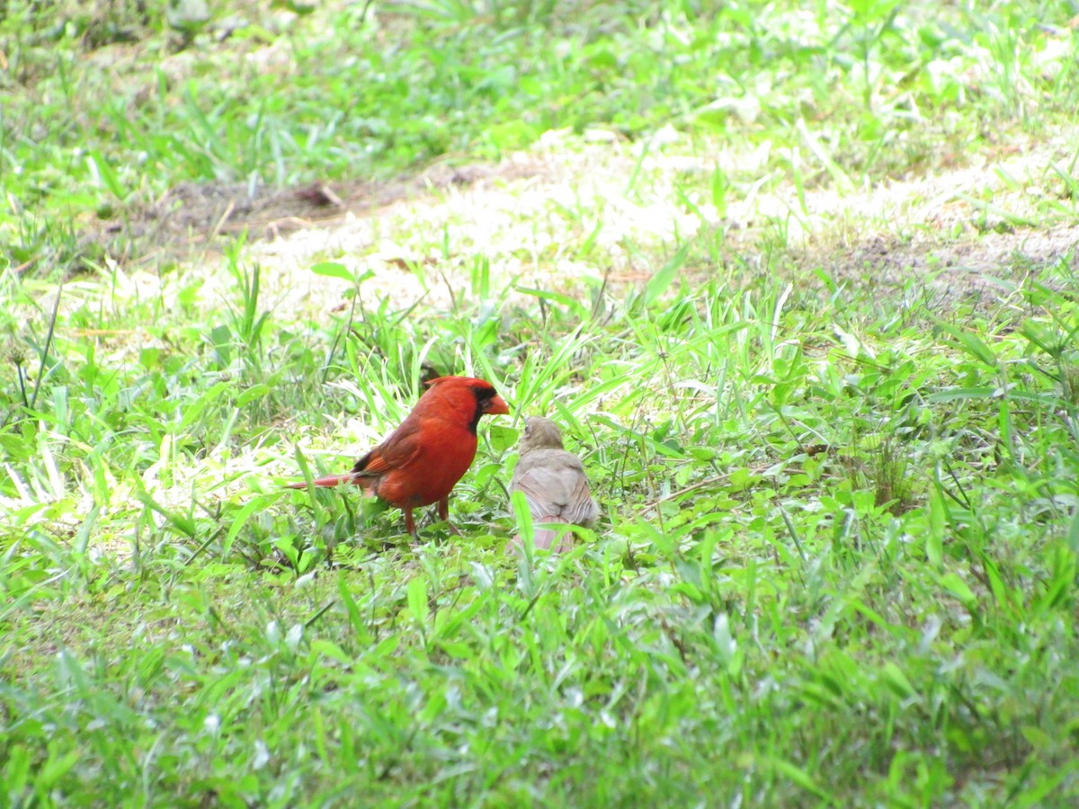 Northern Cardinal - jerry hutchinson