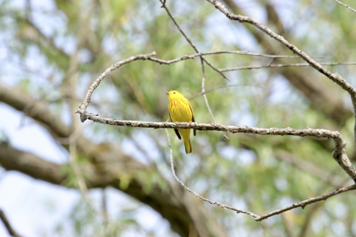 Yellow Warbler - William Going