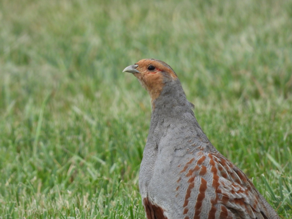 Gray Partridge - Gerard Nachtegaele