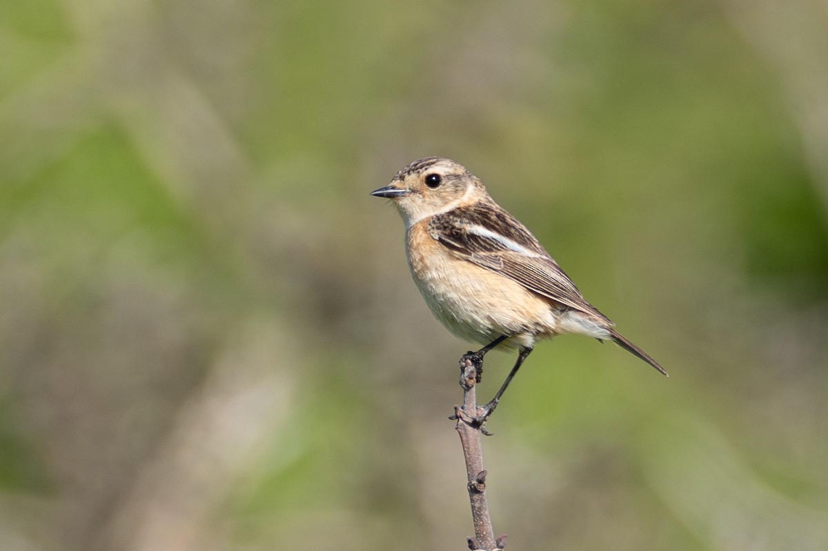 Amur Stonechat - Fran Kim