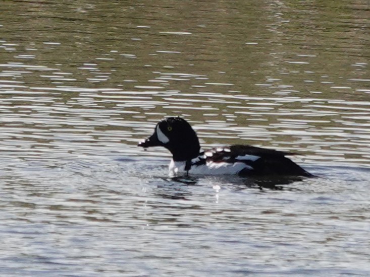 Barrow's Goldeneye - ML619654041