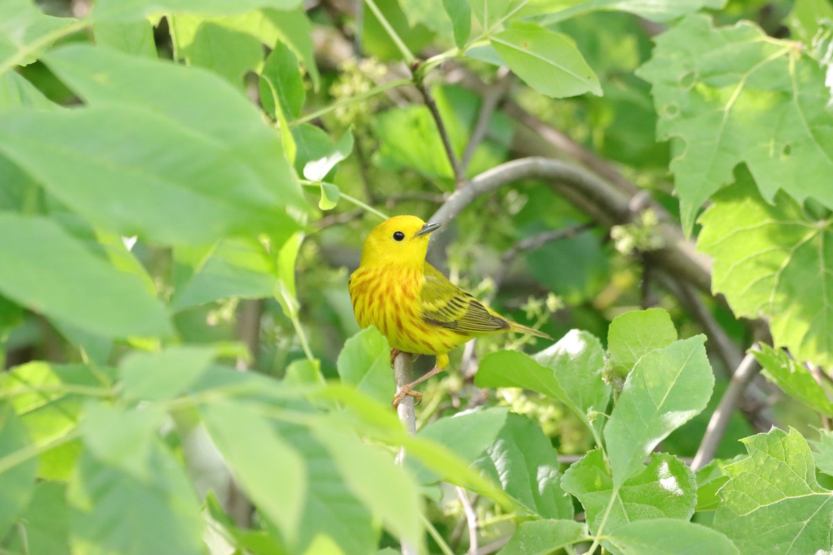 Yellow Warbler - William Going