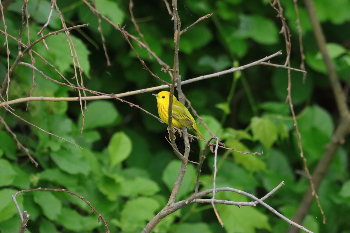 Yellow Warbler - William Going