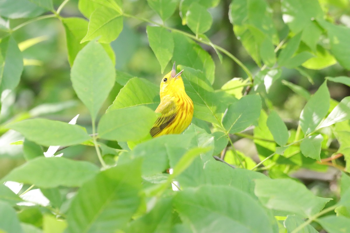 Yellow Warbler - William Going