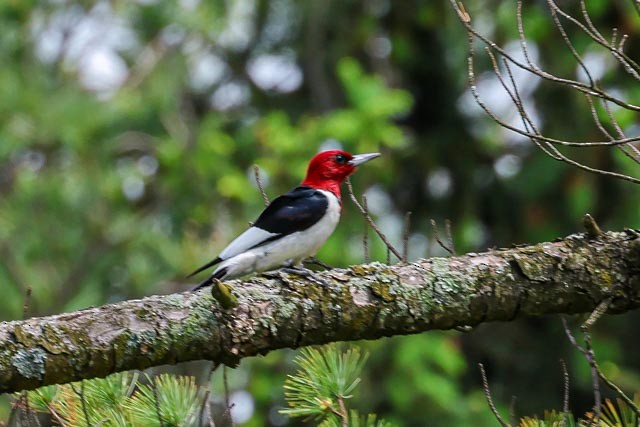 Pic à tête rouge - ML619654049